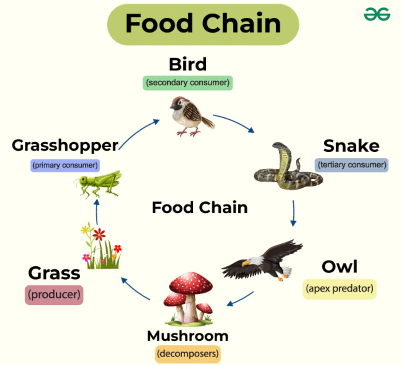 bird - Grasshopper primary consumer Grass producer Food Chain Bird secondary consumer Food Chain Mushroom decomposers Snake tertiary consumer Owl apex predator